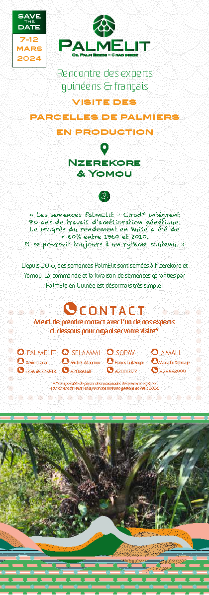 PalmElit : flyer newsletter